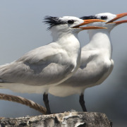 Royal Tern