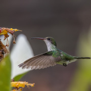 Ruby-throated Hummingbird