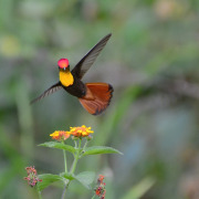 Ruby-topaz hummingbird