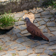 Ruddy Ground Dove