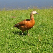 Ruddy Shelduck