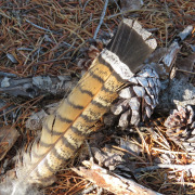 Ruffed Grouse