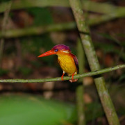 Rufous-backed Kingfisher