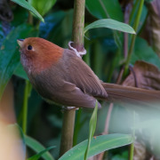 Rufous-backed Sibia