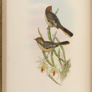 Rufous-backed Sibia