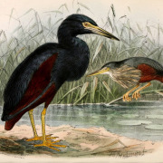 Rufous-bellied Heron