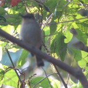 Rufous-bellied Niltava