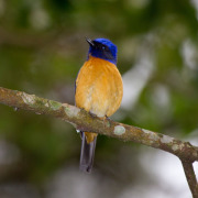 Rufous-bellied Niltava