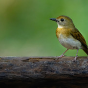 Rufous-bellied Niltava