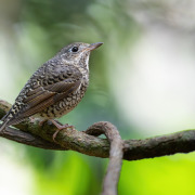 Rufous-bellied rock-thrush