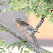 Rufous-bellied Thrush