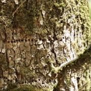Rufous-bellied Woodpecker