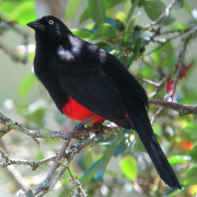 Rufous-breasted Pygmy-Tyrant
