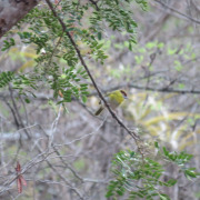 Rufous-browed Peppershrike