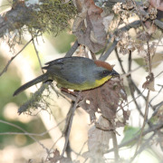 Rufous-capped Brushfinch
