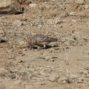 Rufous-capped Lark