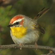 Rufous-capped Warbler
