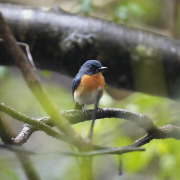 Rufous-chested Flycatcher