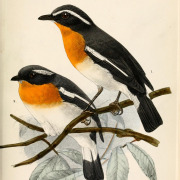 Rufous-chested Flycatcher