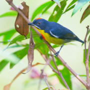 Rufous-chested Flycatcher