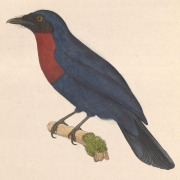 Rufous-chested Flycatcher