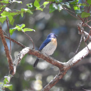 Rufous-chested flycatcher