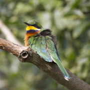 Rufous-crowned Bee-eater