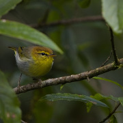 Yellow-throated Woodland Warbler