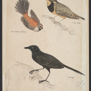 Rufous Fantail