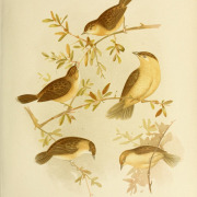 Rufous-headed Cisticola