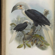 Rufous-headed hornbill