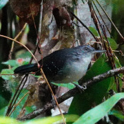 Rufous-headed Robin