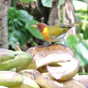 Rufous-headed Tanager