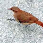 Rufous Hornero