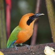 Rufous Motmot
