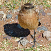 Rufous-naped Lark