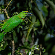 Rufous-necked hornbill