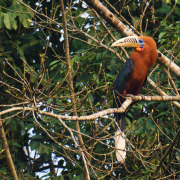 Rufous-necked hornbill