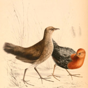 Rufous-necked Spurfowl