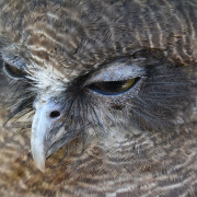 Rufous Owl
