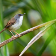 Rufous Prinia