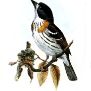 Rufous-sided Broadbill