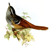 Rufous-tailed Antbird