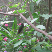 Rufous-tailed hummingbird