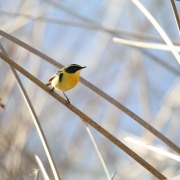 Rufous-tailed Plantcutter