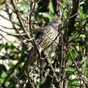 Rufous-tailed Plantcutter