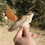 Rufous-tailed Scrub Robin
