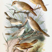 Rufous-tailed Scrub Robin