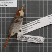 Rufous-tailed tailorbird