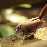 Rufous-tailed Thrush